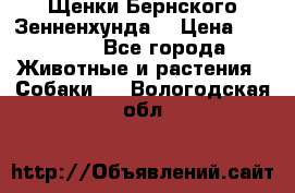 Щенки Бернского Зенненхунда  › Цена ­ 40 000 - Все города Животные и растения » Собаки   . Вологодская обл.